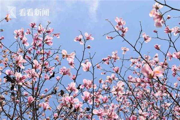 戰(zhàn)五條